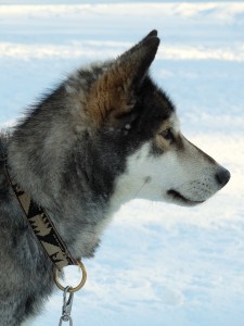 DSCF5994