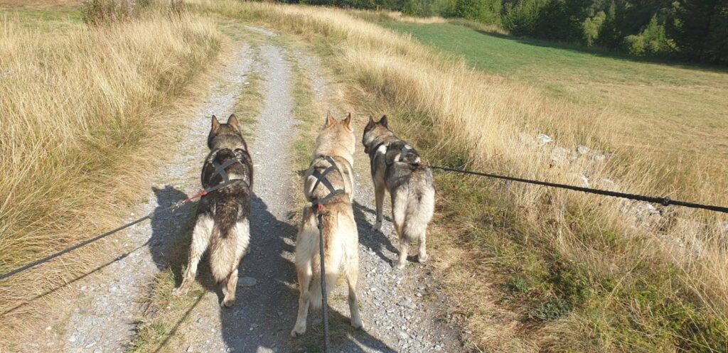 Cani-rando en lozère