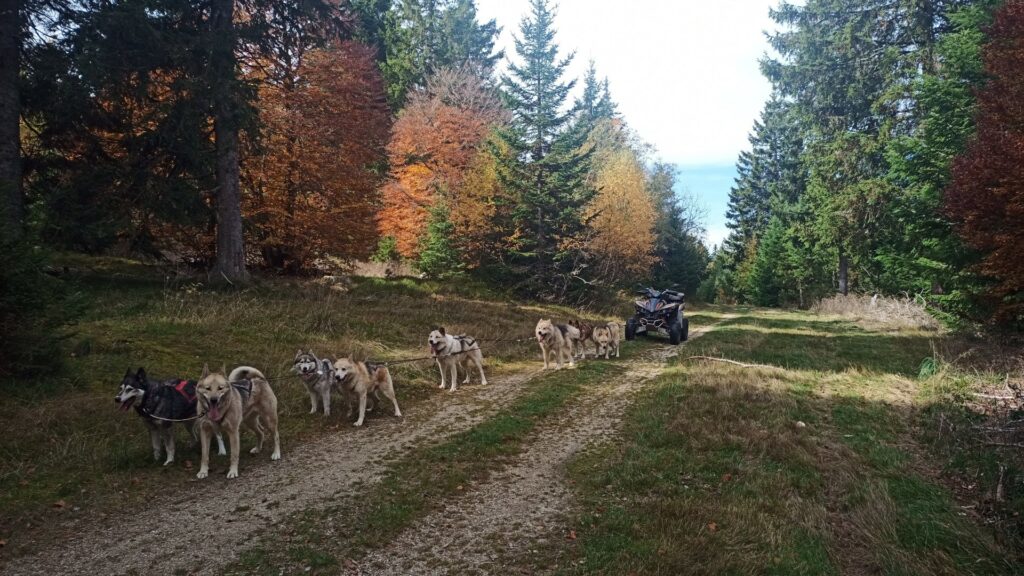 kart à chien