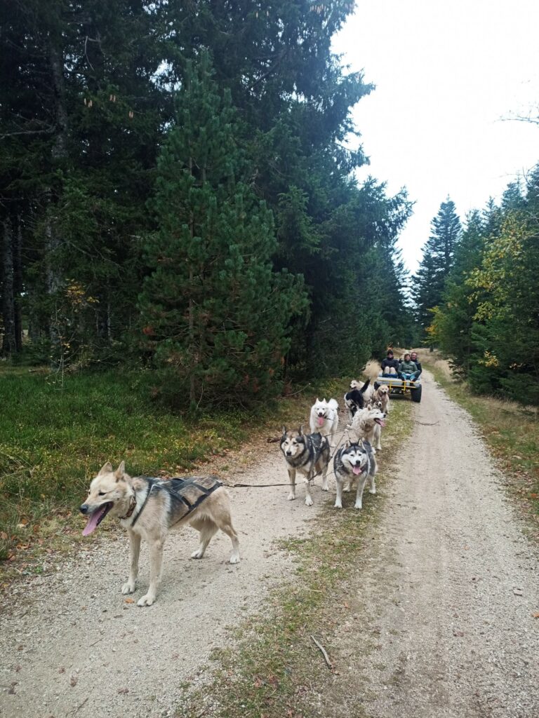 kart à chien