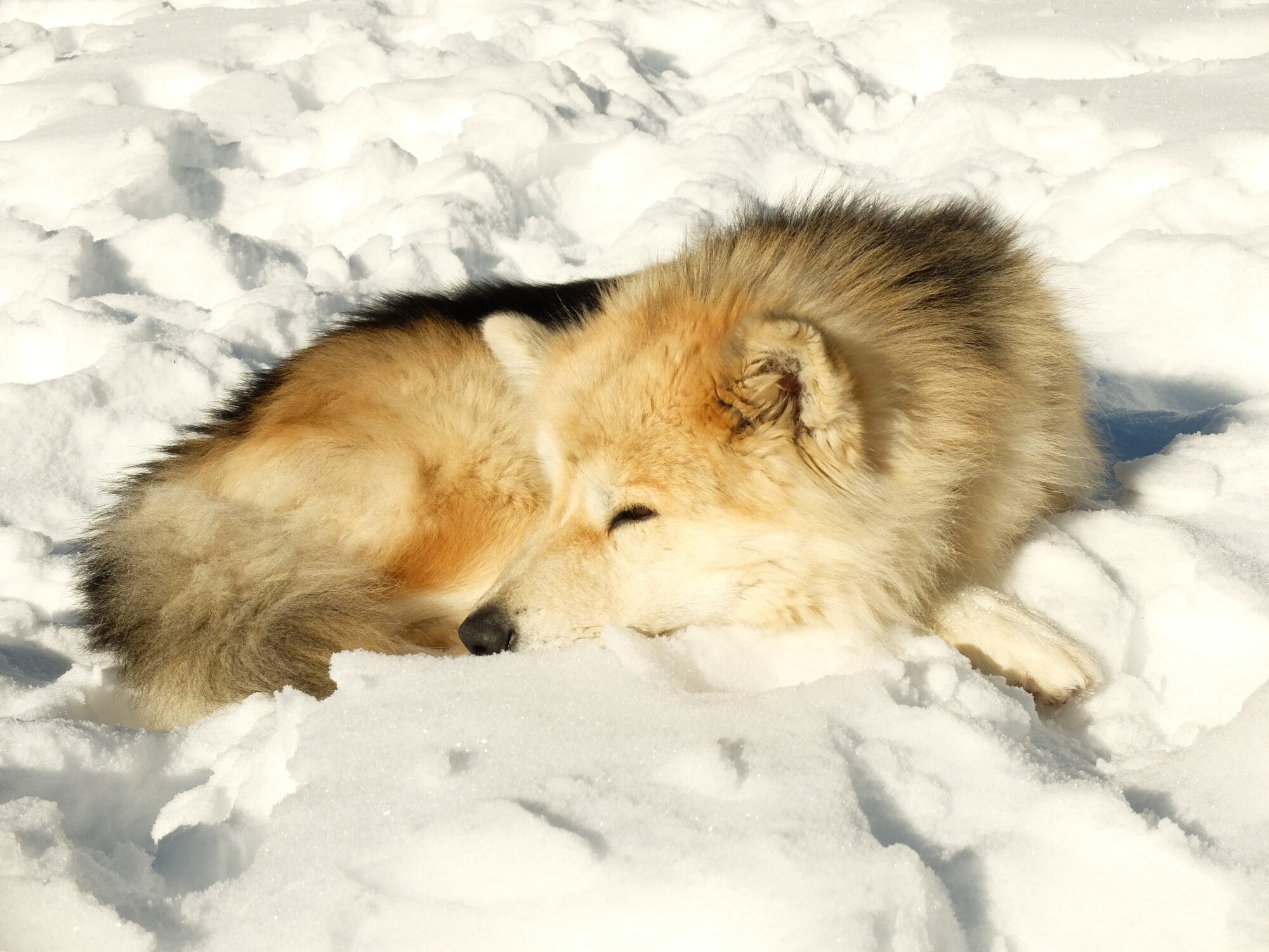 Un des membres de la meute, un chien de traineau