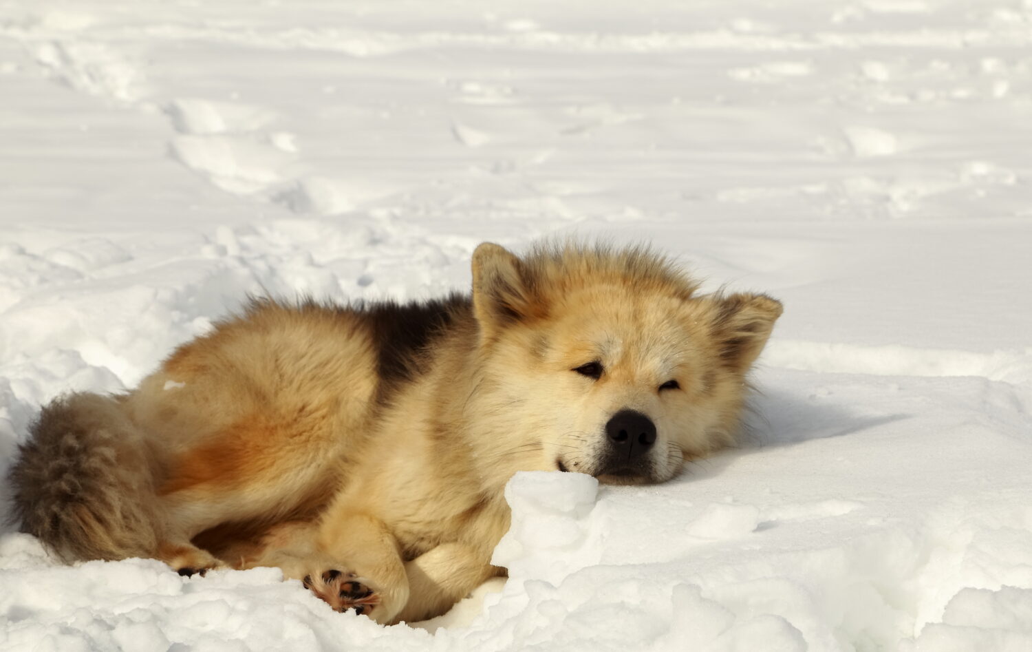 Un des membres de la meute, un des chiens de traîneau